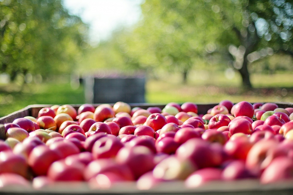 #2 bushel of applesauce