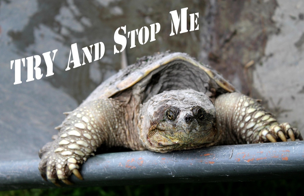Photo courtesy of pixabay and CJ. 