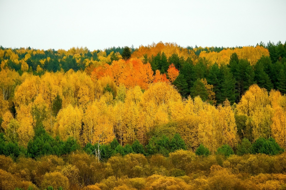 Photo courtesy of pixabay and sergei_spas.