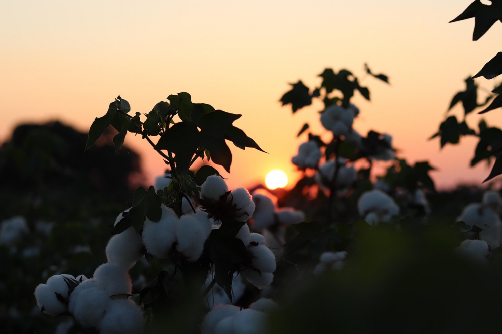 Photo courtesy of pixabay and charlesmccrea. 
