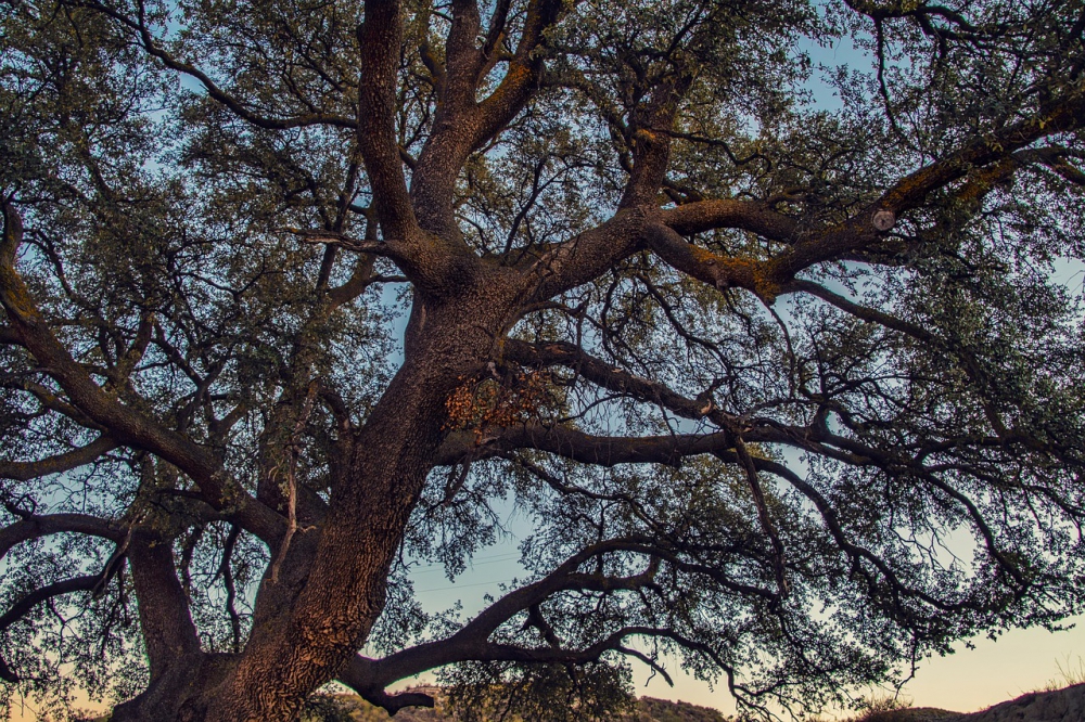 Photo courtesy of pixabay and ELG21. 