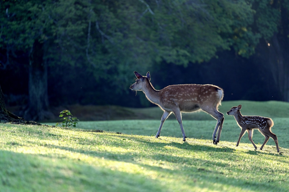 Photo courtesy of pixabay and yamabon. 
