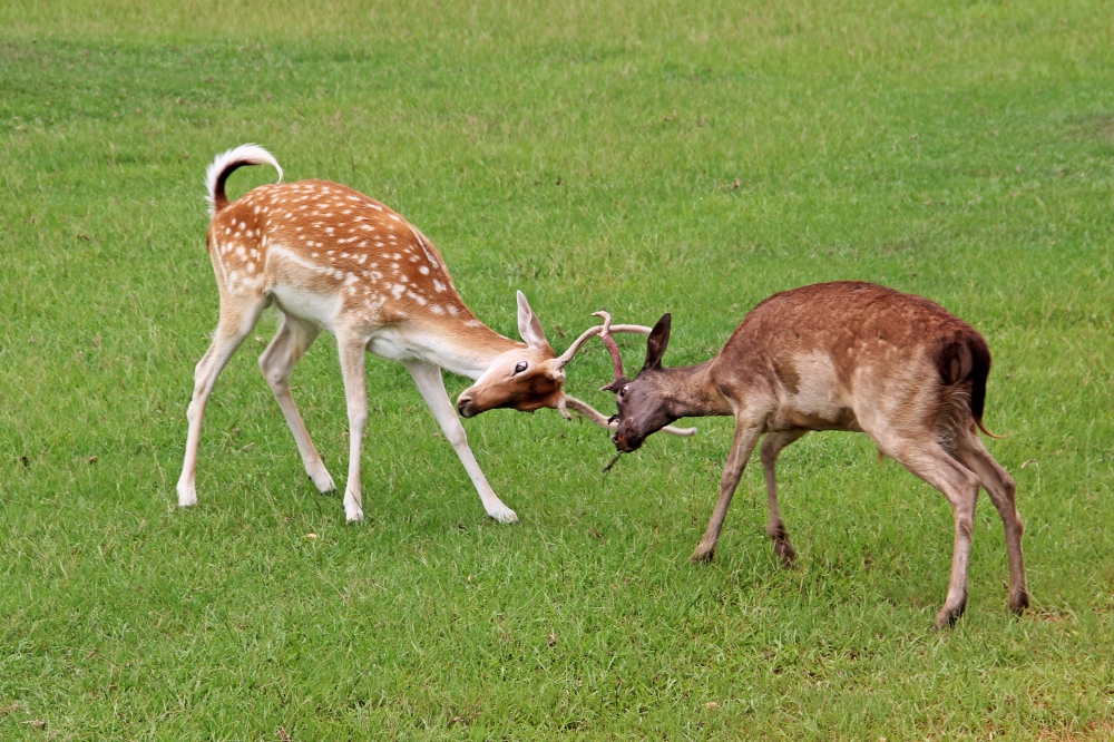  Photo courtesy of pixabay and glynn424.
