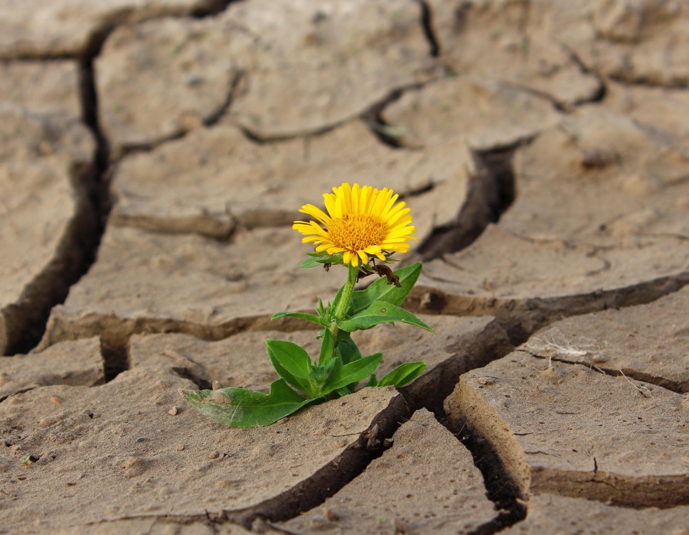 Photo courtesy of pixabay and klimkin.