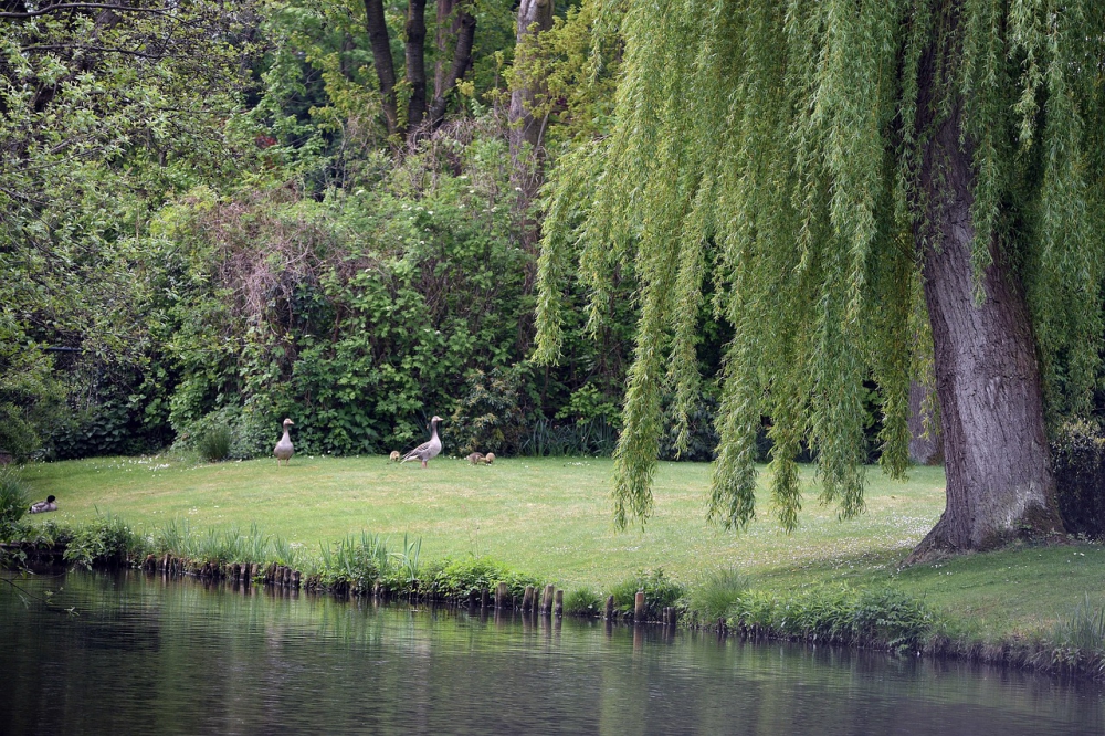Photo courtesy of pixabay and artellliii72. 