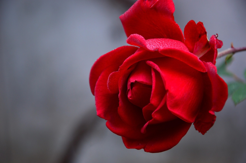Photo courtesy of pixabay.