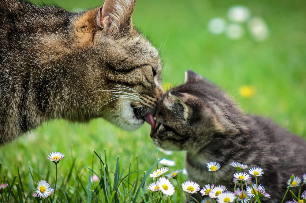 Photo courtesy of pixabay and IlonaBurschl.