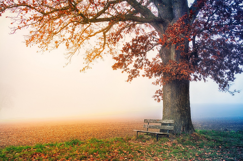 Photo courtesy of pixabay and jplenio. 