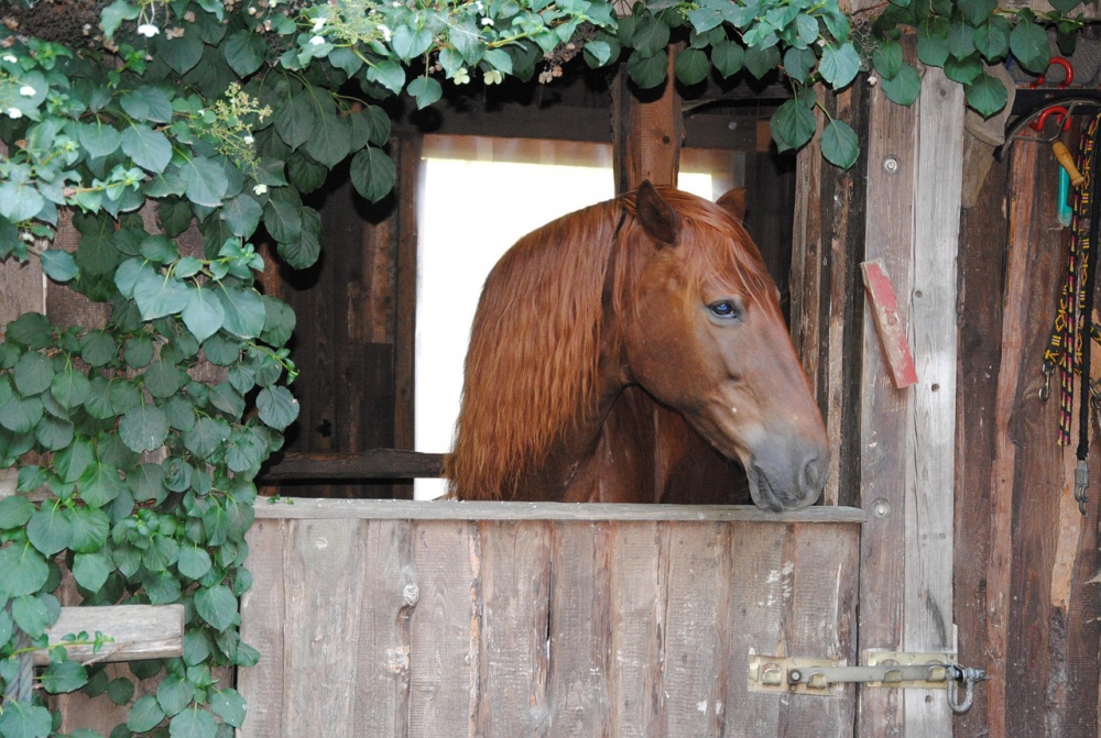 Photo courtesy of pixabay and AnneAu53. 