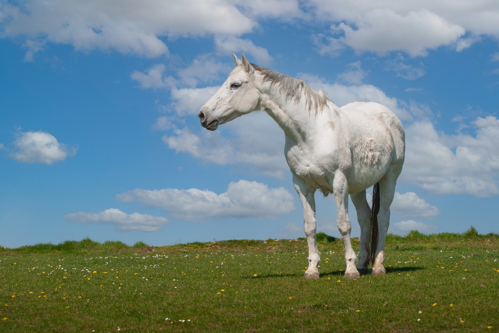 Photo courtesy of pixabay and dendoktoor. 