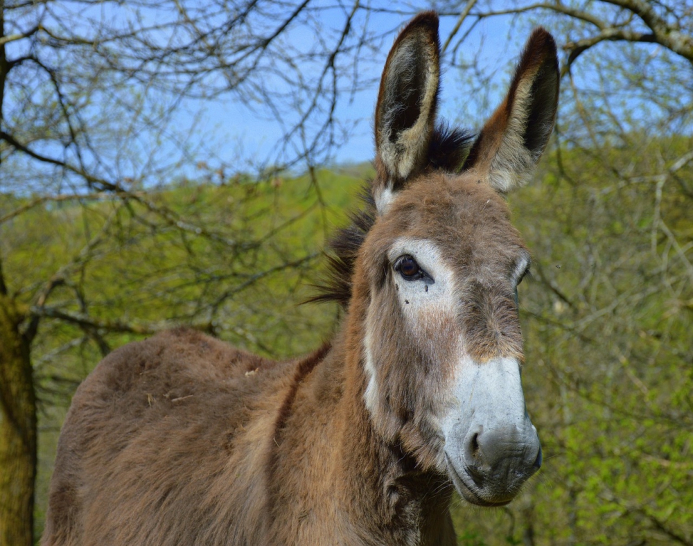 Photo courtesy of pixabay and lecreusois. 