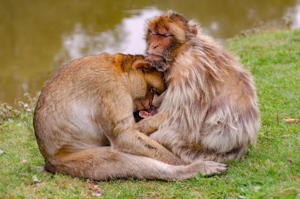 Photo courtesy of pixabay and Sekau67.